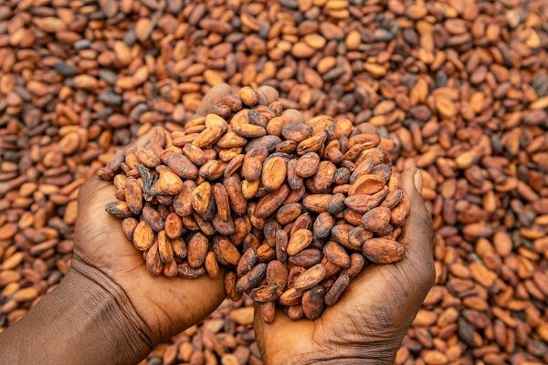 Ghana’s Cocoa Crisis: What Happens Next?